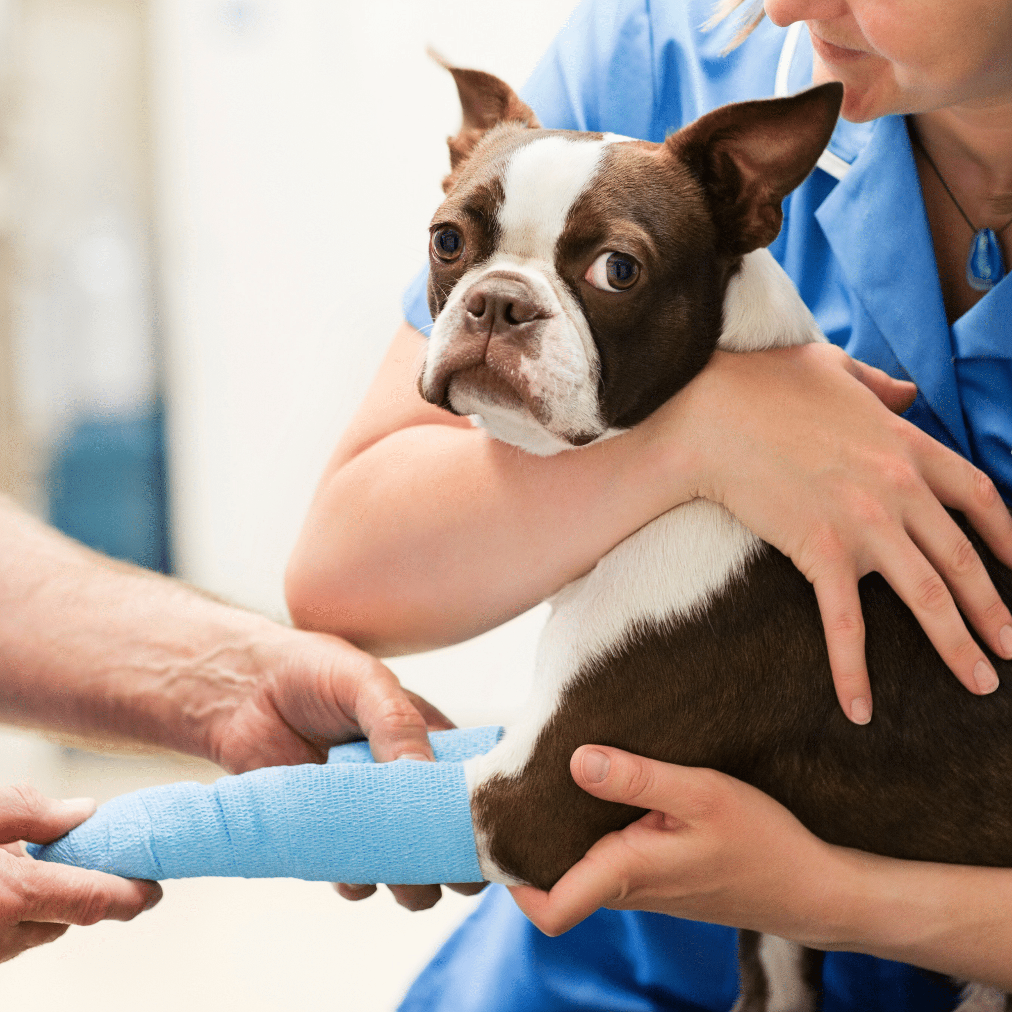 Un vétérinaire réalise un bandage sur un chien pendant qu'une seconde vétérinaire le tiens pour ne pas qu'il bouge trop.