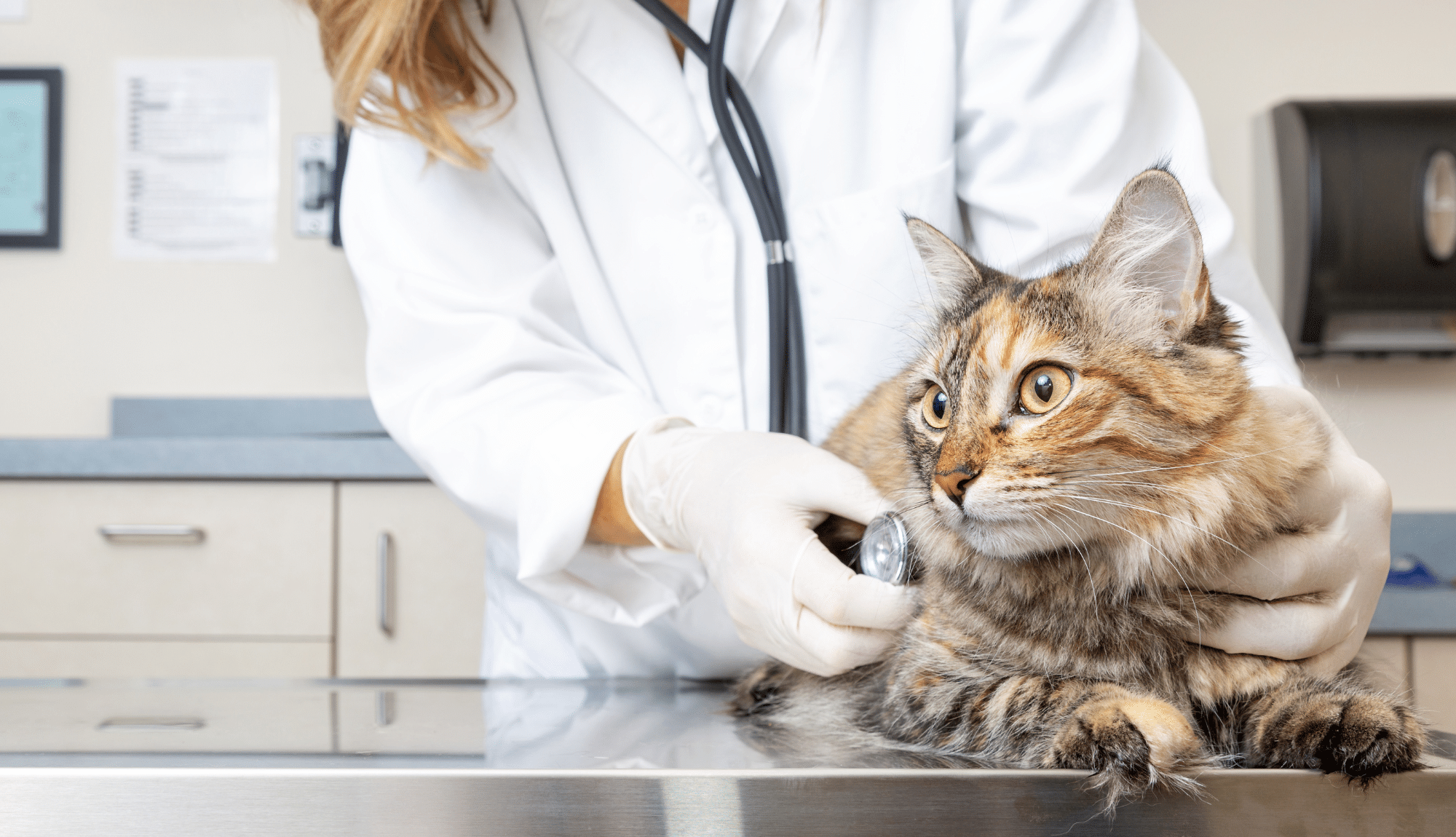 Une vétérinaire en blouse blanche avec des gants utilise son stéthoscope sur un chat allongé sur une table de consultation.