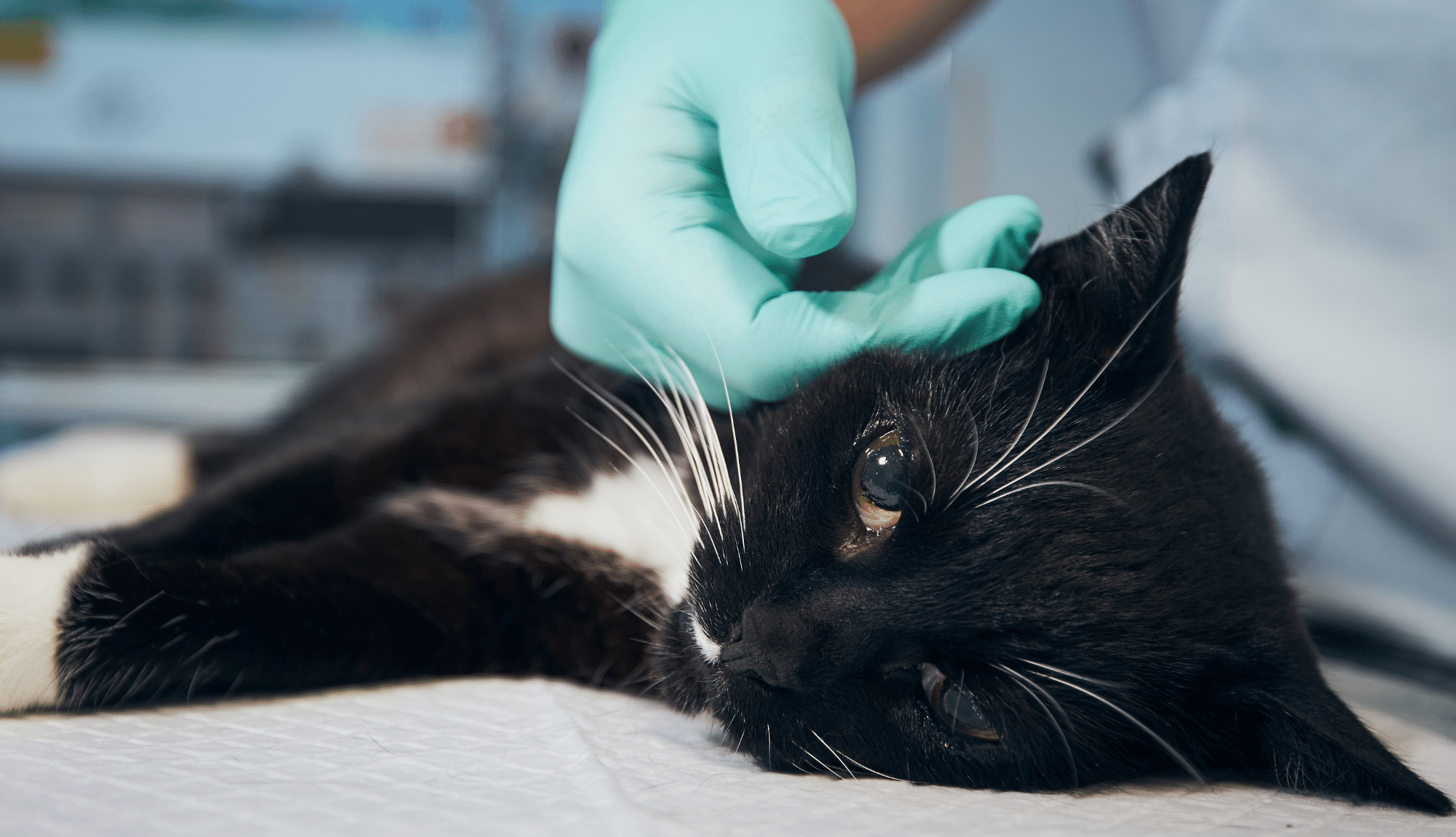 Un chat noir et blanc est allongé sur une table d’examen vétérinaire. Il semble affaibli ou en convalescence, avec un regard fatigué. Une main gantée de vert, appartenant à un vétérinaire ou un soignant, lui caresse doucement la tête. L’arrière-plan flou suggère un environnement médicalisé, probablement une clinique vétérinaire.