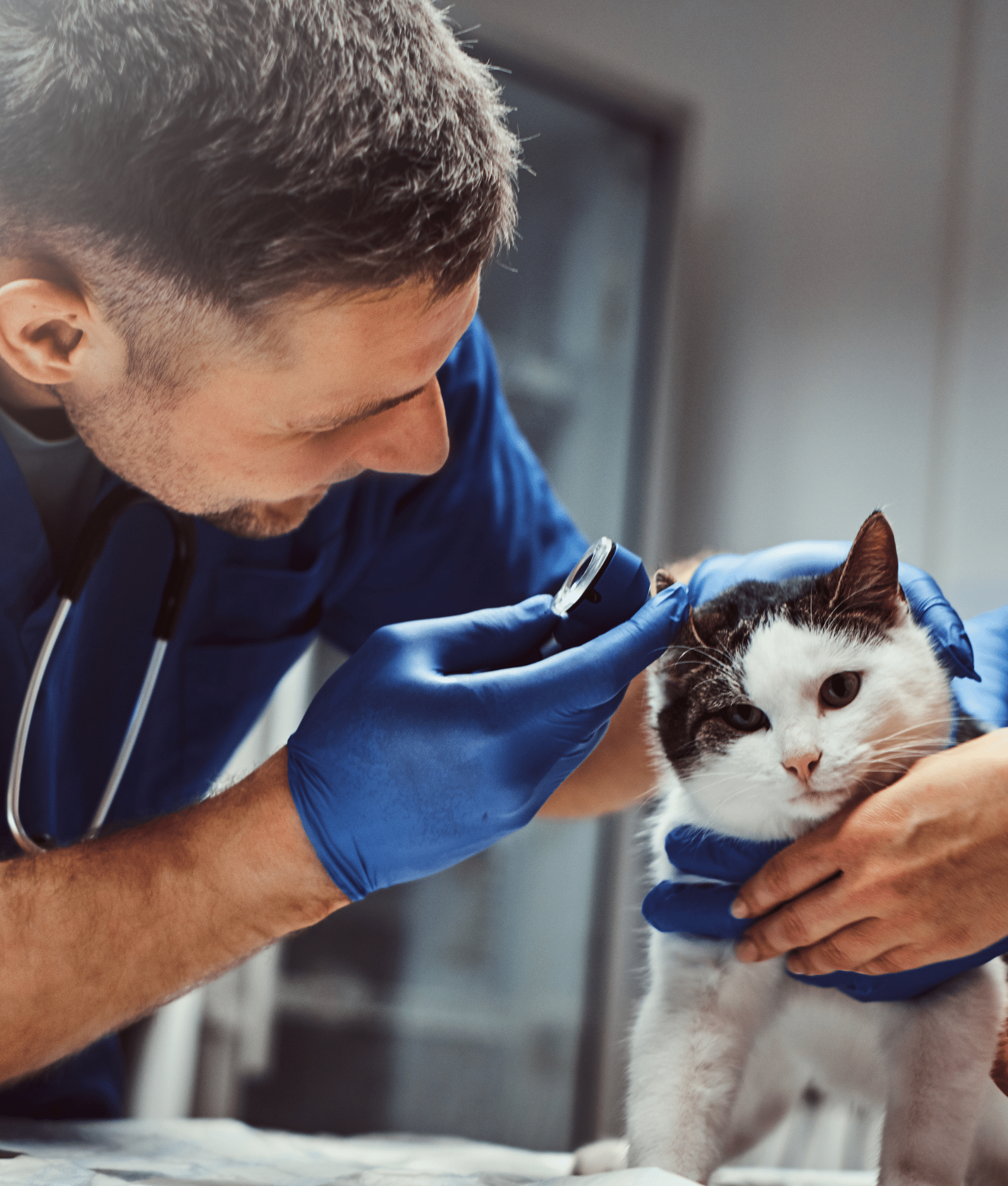 Un vétérinaire en blouse bleue examine les oreilles d'un chat noir et blanc allongé sur une table d'examen. Le vétérinaire tient doucement la tête du chien tandis qu'il utilise un otoscope pour inspecter l'oreille.