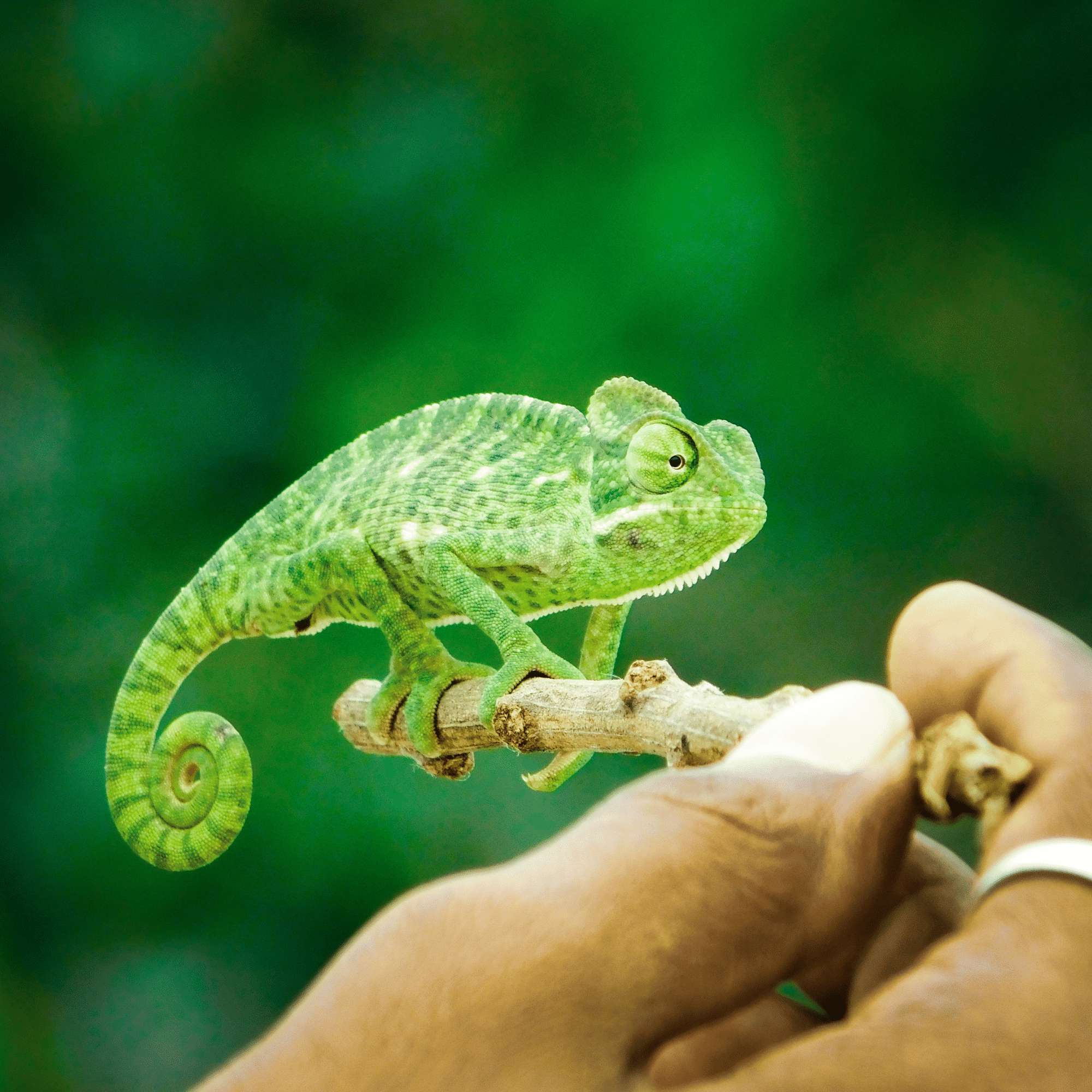 Un caméléon vert à motifs tachetés est perché sur une petite branche tenue par une main humaine. Sa queue enroulée et ses pattes zygodactyles lui permettent une prise ferme. Ses yeux indépendants scrutent l’environnement, tandis que son corps arbore une texture granuleuse. L’arrière-plan flou, aux teintes vertes, met en valeur l’animal dans son habitat naturel.