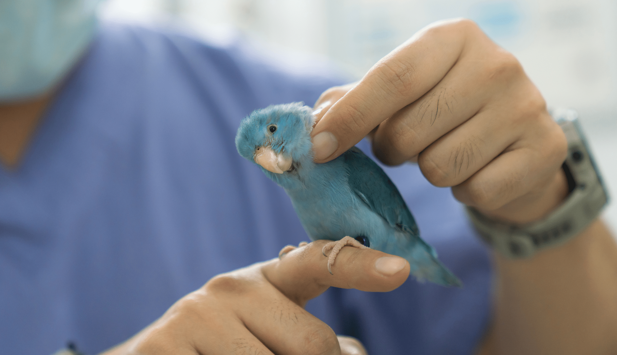 Un petit oiseau bleu, probablement une perruche, est perché sur le doigt d'une personne vêtue d'une blouse bleue. L'oiseau semble légèrement pencher la tête tandis que la main du soignant l'examine délicatement. L'arrière-plan est flou, évoquant un environnement vétérinaire ou médical.
