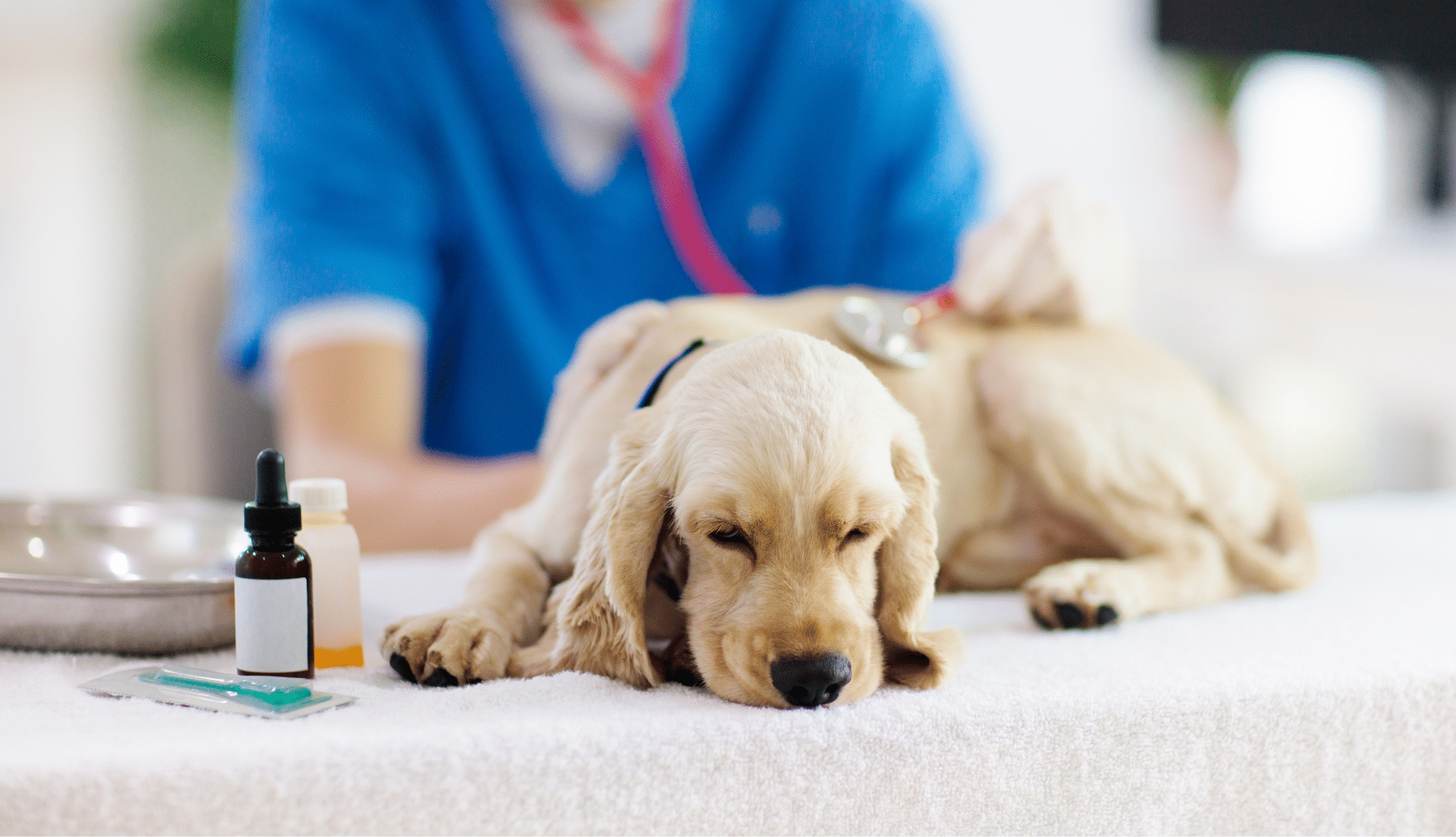 Un chiot Cocker Spaniel crème repose sur une table d'examen, les yeux fermés, pendant qu'un vétérinaire en blouse bleue l'ausculte à l'aide d'un stéthoscope. Des flacons de médicaments et du matériel médical sont disposés à côté du chiot